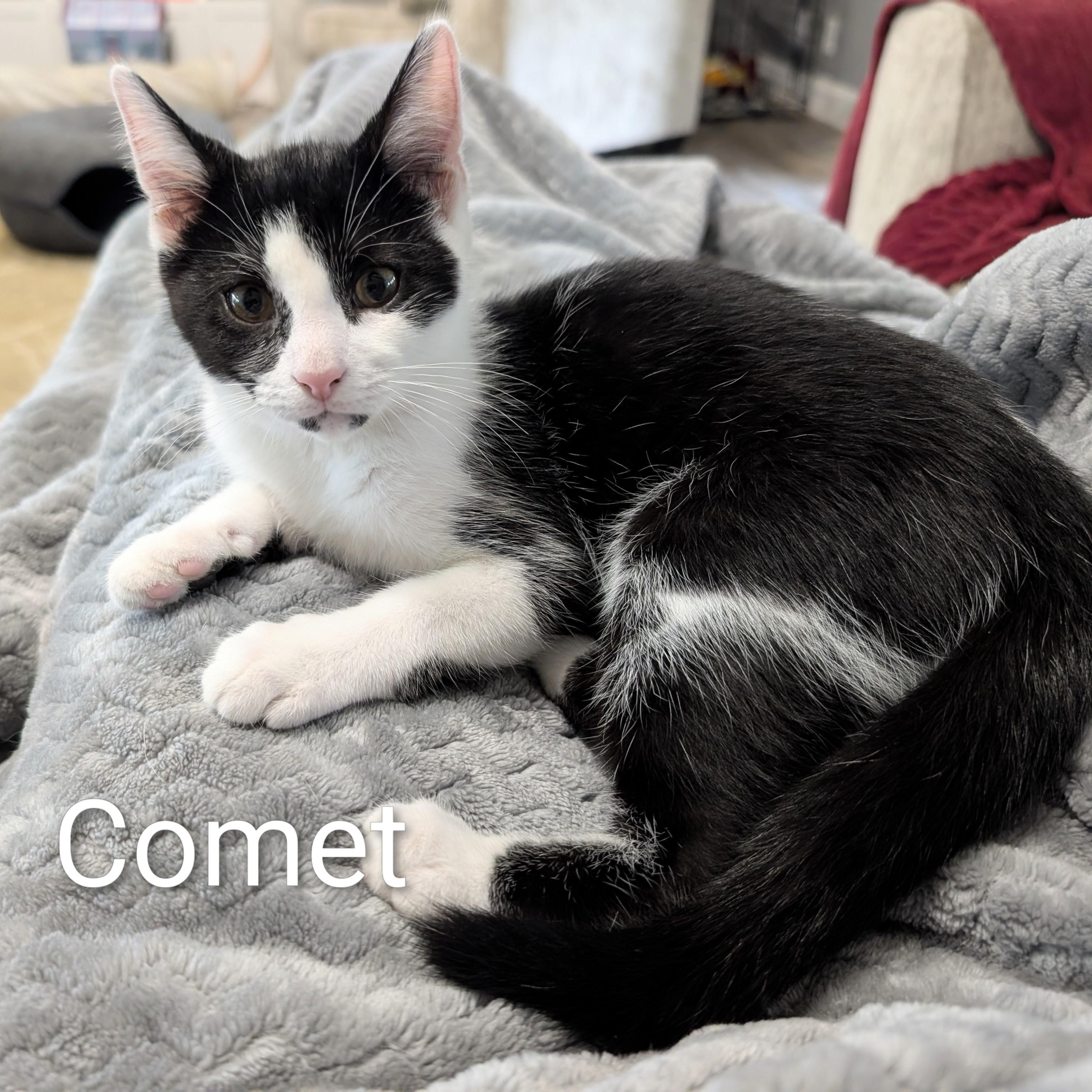 Comet, ADOPTABLE, Kitten Male Tuxedo.