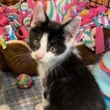 Comet, a ADOPTABLE Tuxedo in Southern Pines, NC image 4/6