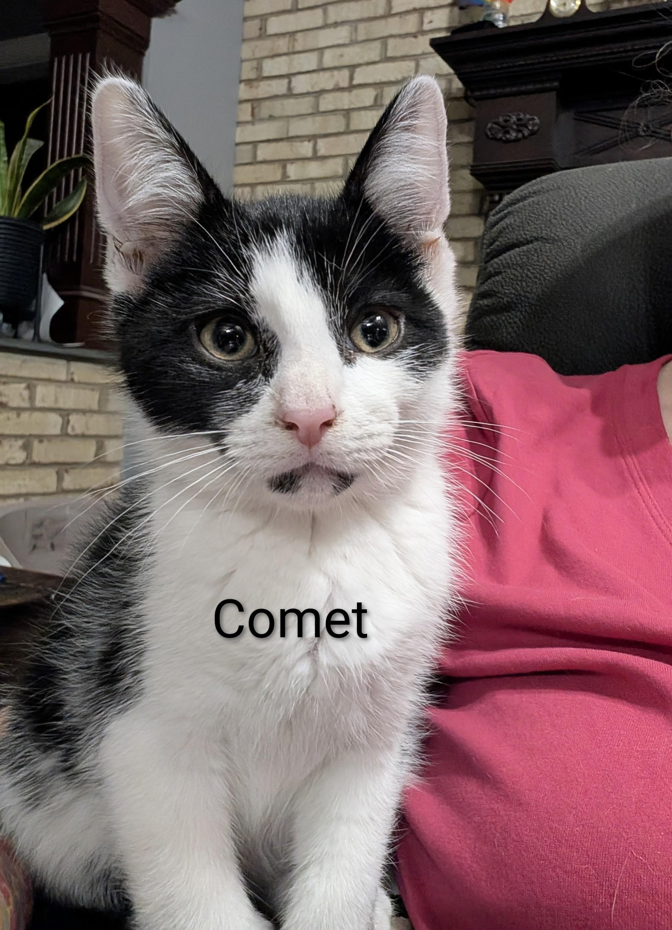 Comet, a ADOPTABLE Tuxedo in Southern Pines, NC image 2/6