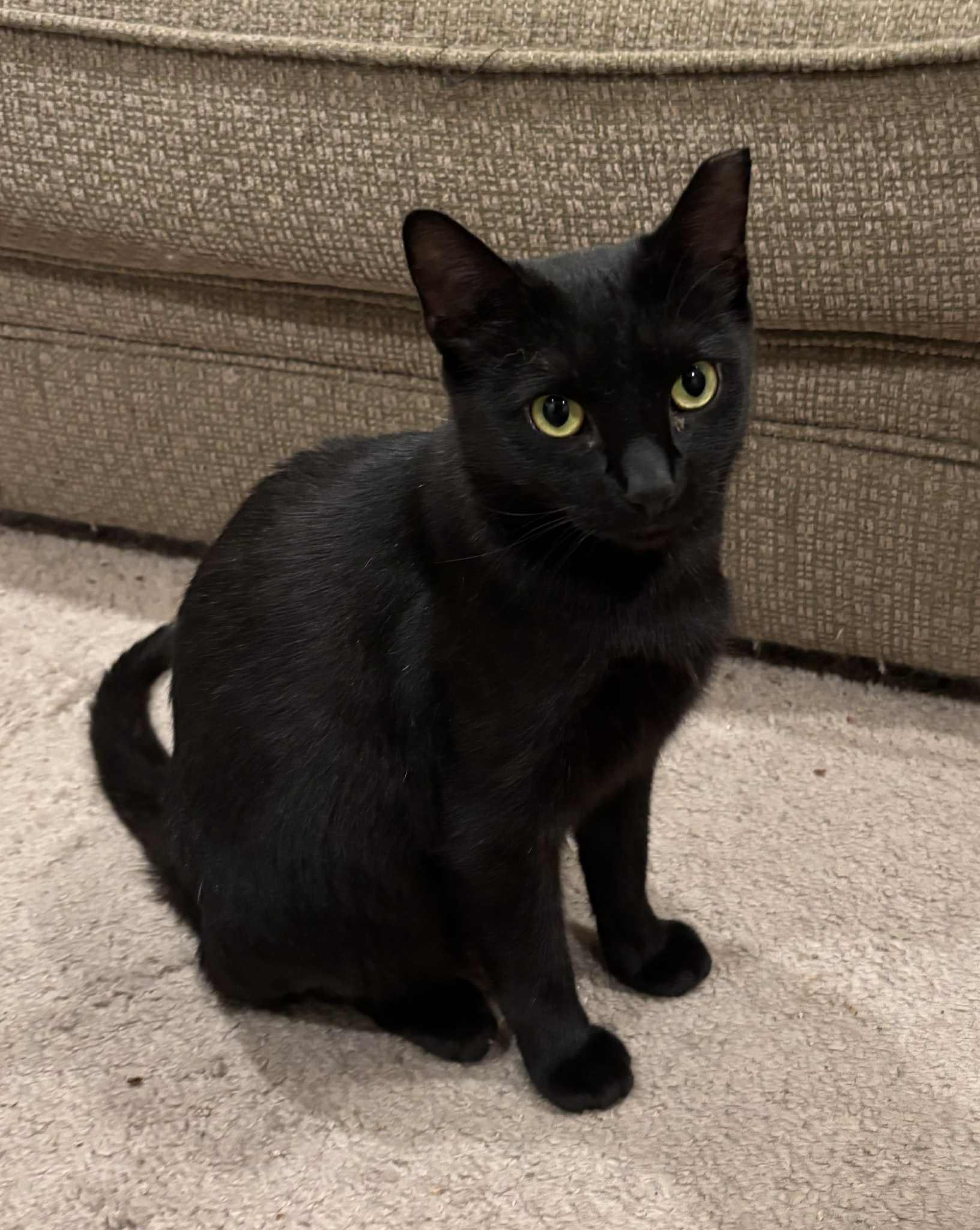 Abril, Adult Female Domestic Short Hair