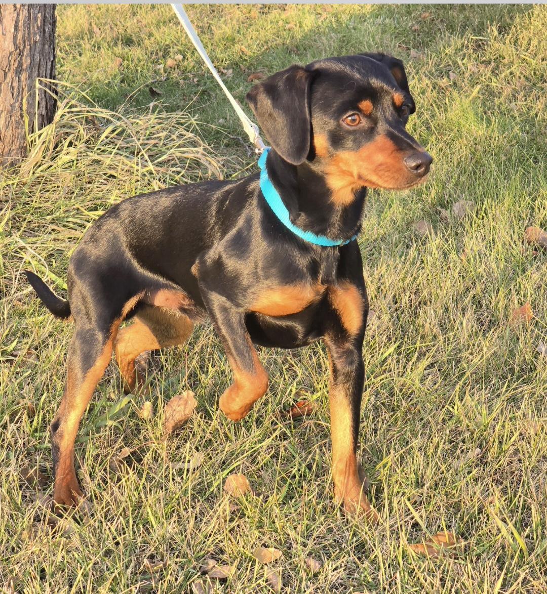 Enlarge Titan, a Adoptable mixed breed in Jamestown, ND image 1/6
