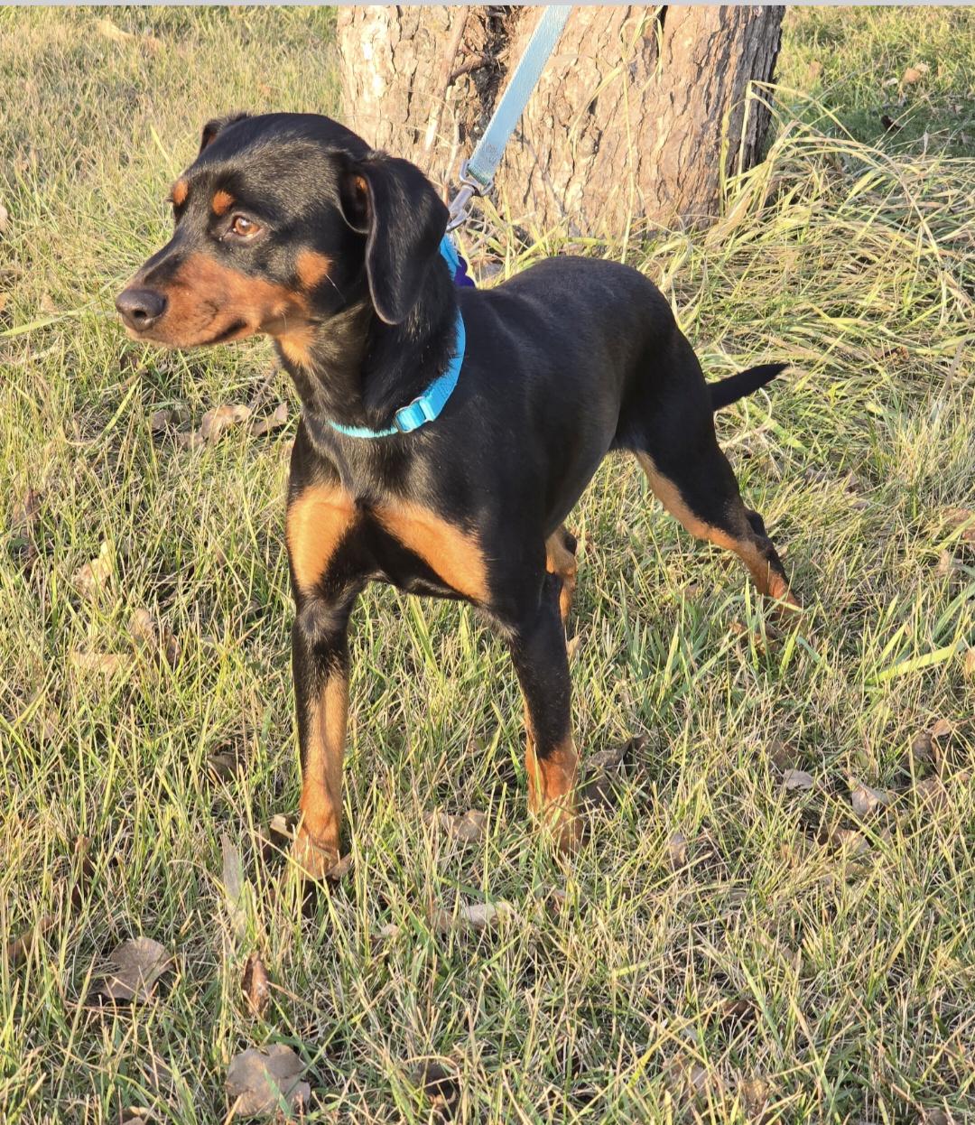 Enlarge Titan, a Adoptable mixed breed in Jamestown, ND image 2/6