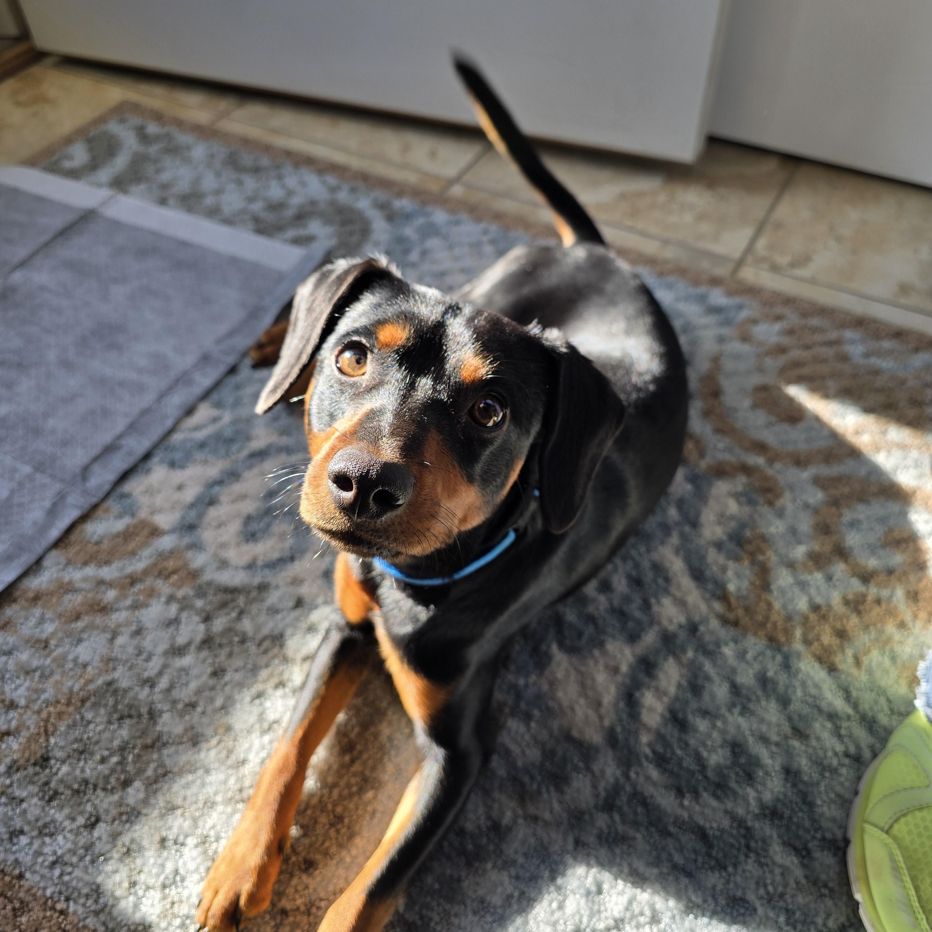 Enlarge Titan, a Adoptable mixed breed in Jamestown, ND image 5/6