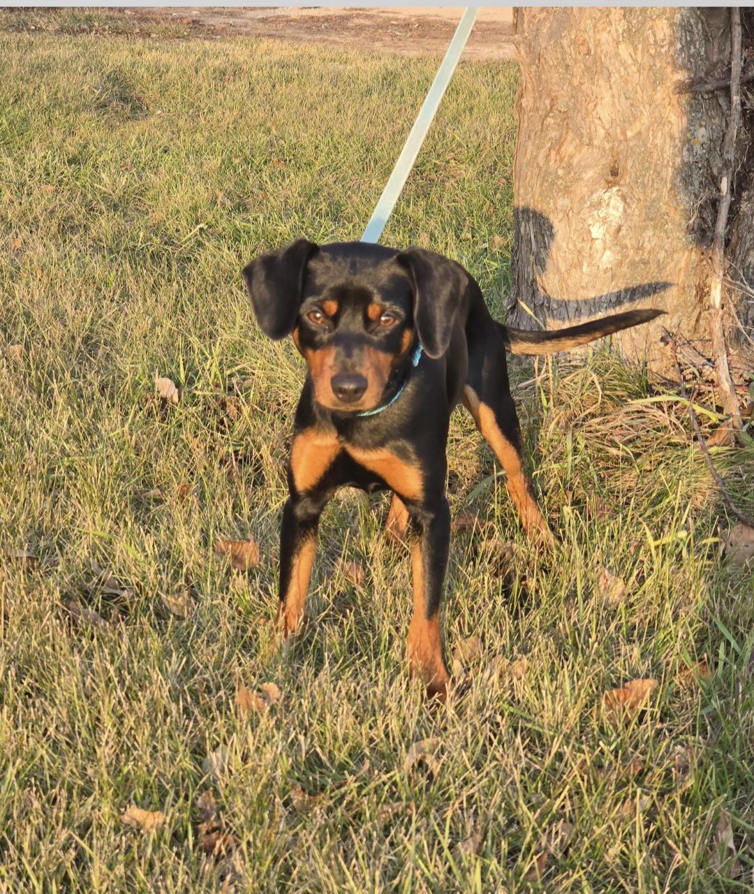 Enlarge Titan, a Adoptable mixed breed in Jamestown, ND image 3/6