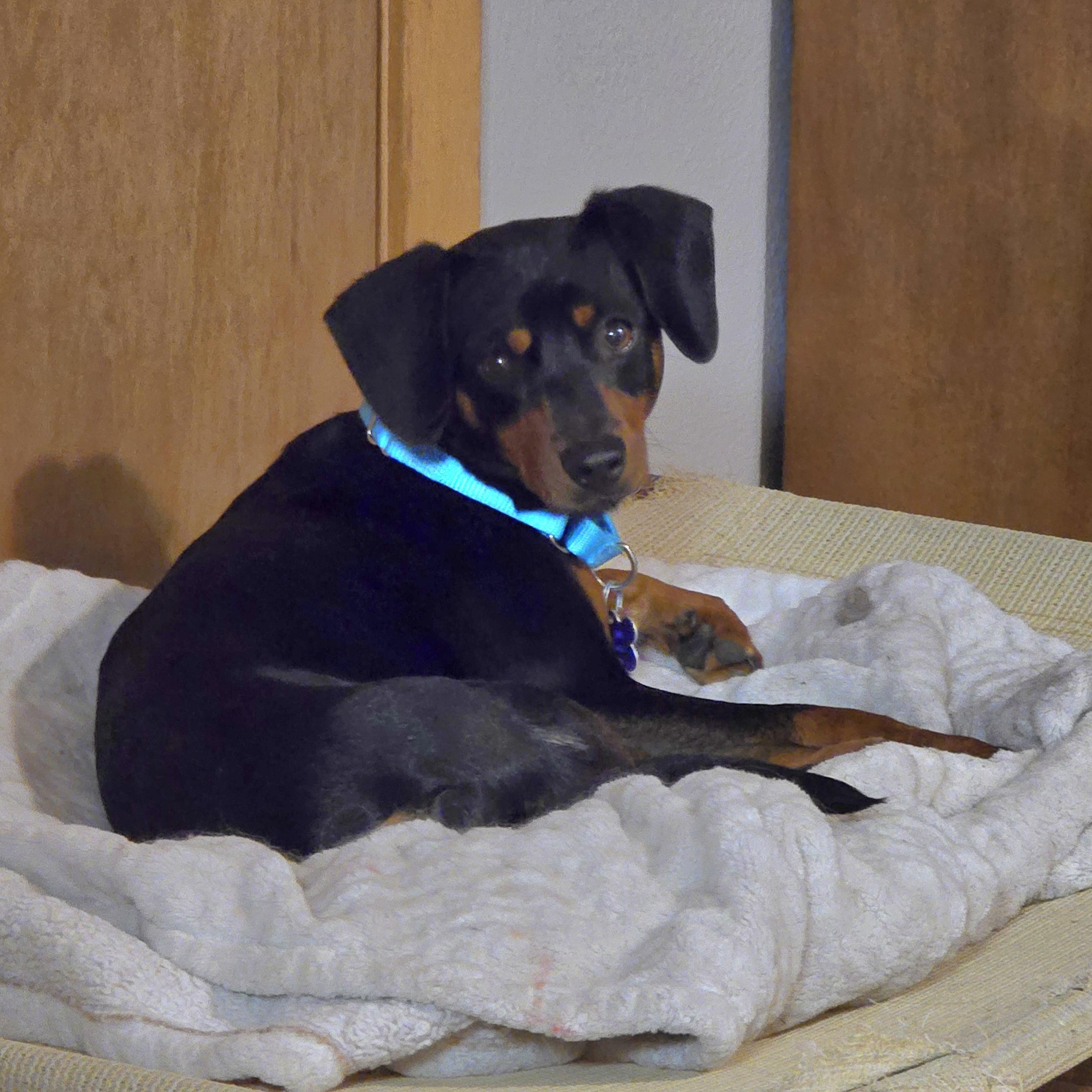 Enlarge Titan, a Adoptable mixed breed in Jamestown, ND image 6/6