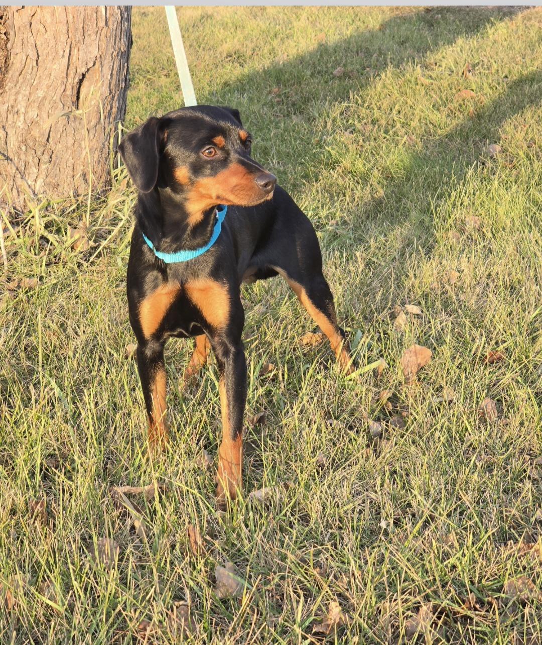 Enlarge Titan, a Adoptable mixed breed in Jamestown, ND image 4/6