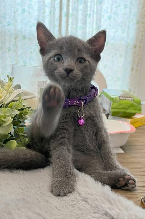 Chen, adopted, Kitten Male Russian Blue.