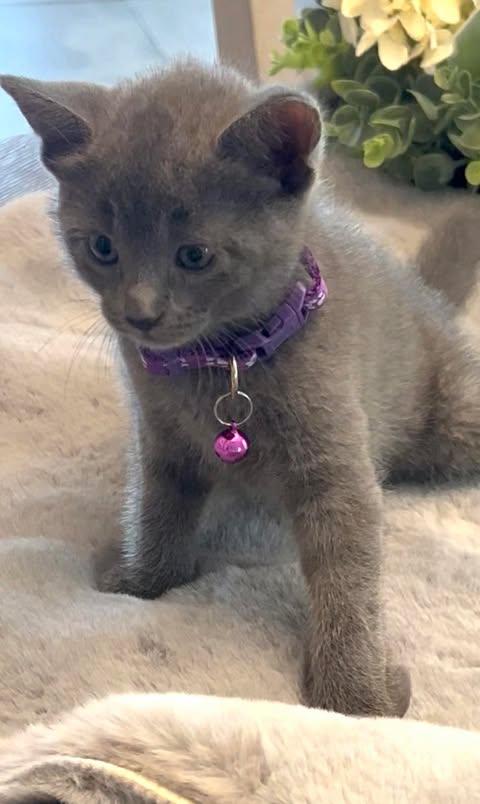 Enlarge Chen, an adopted mixed breed in Maitland, FL image 2/2