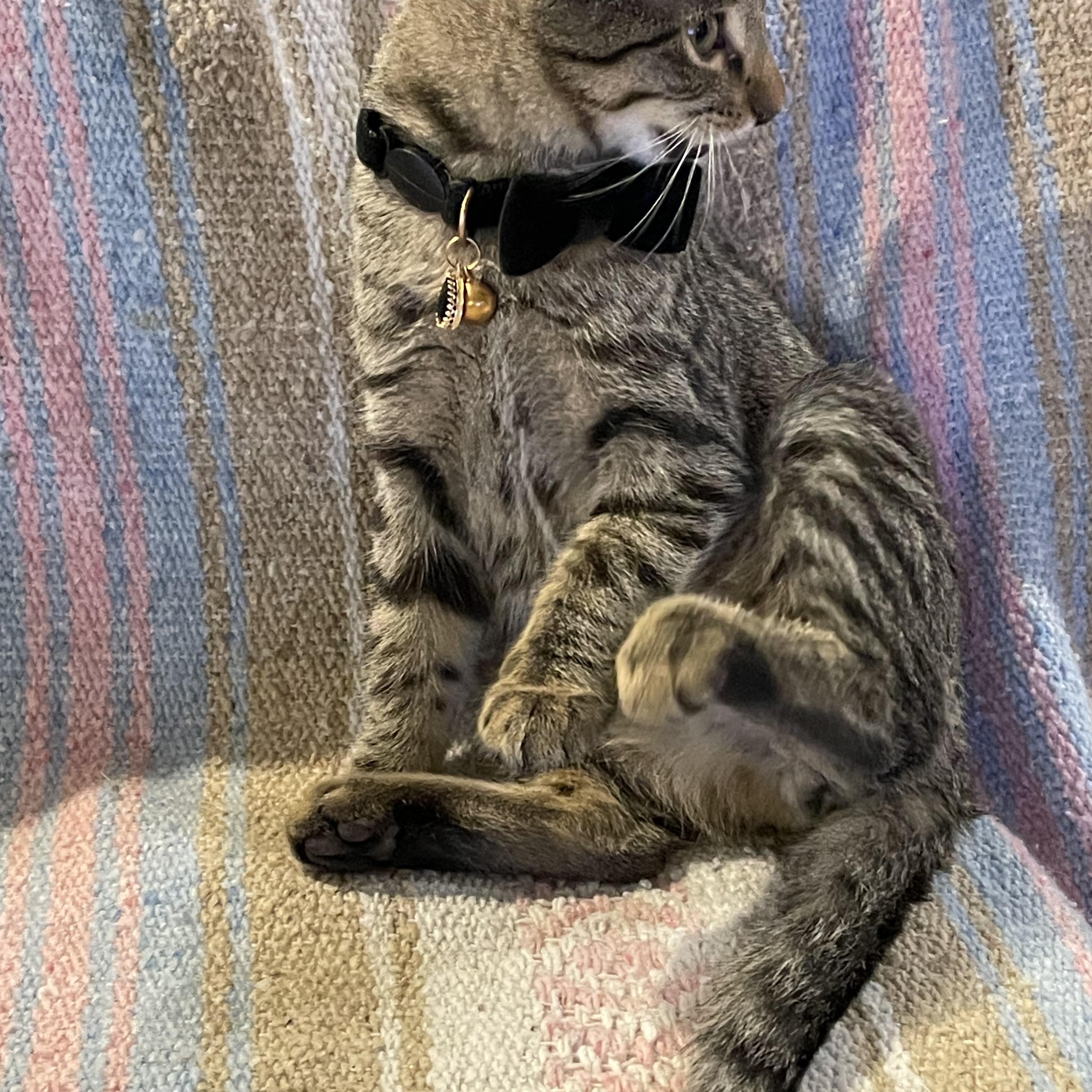 Hermione, a Adoptable Domestic Short Hair in Blaine, MN image 4/4