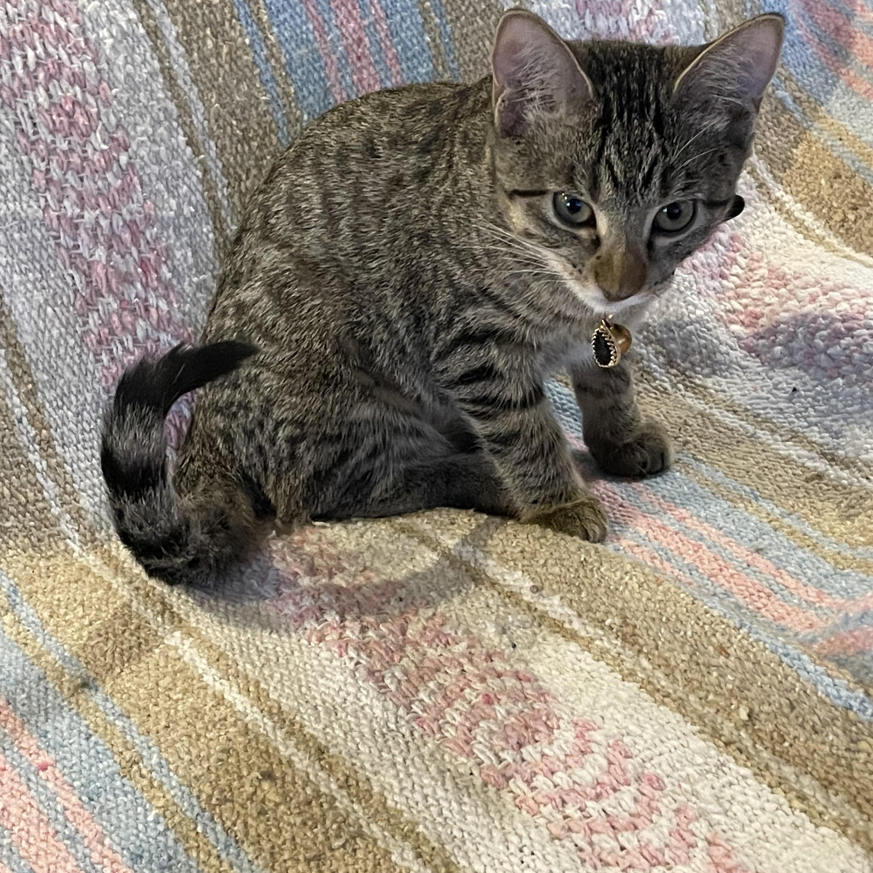 Hermione, a Adoptable Domestic Short Hair in Blaine, MN image 3/4