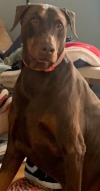 Charlie, Adopted, Adult Male Doberman Pinscher.