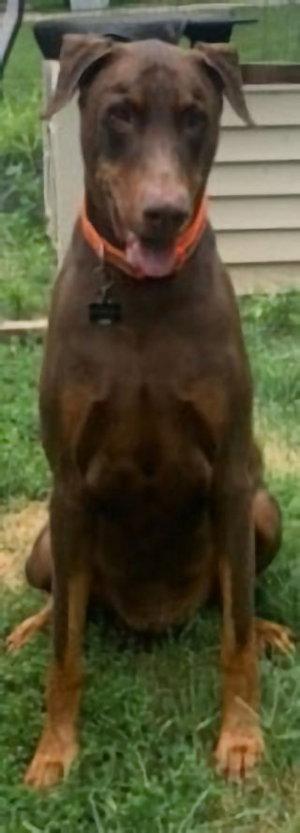 Charlie, a Adopted Doberman Pinscher in Omaha, NE image 2/2