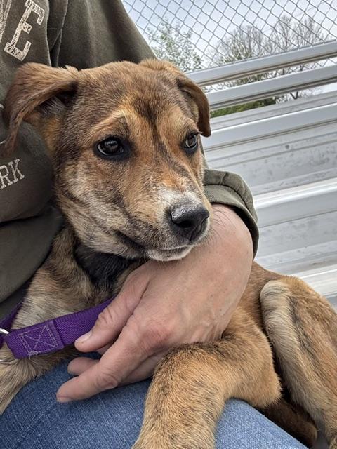 Cedar, Adoptable, Puppy Female Shepherd & Australian Cattle Dog / Blue Heeler.