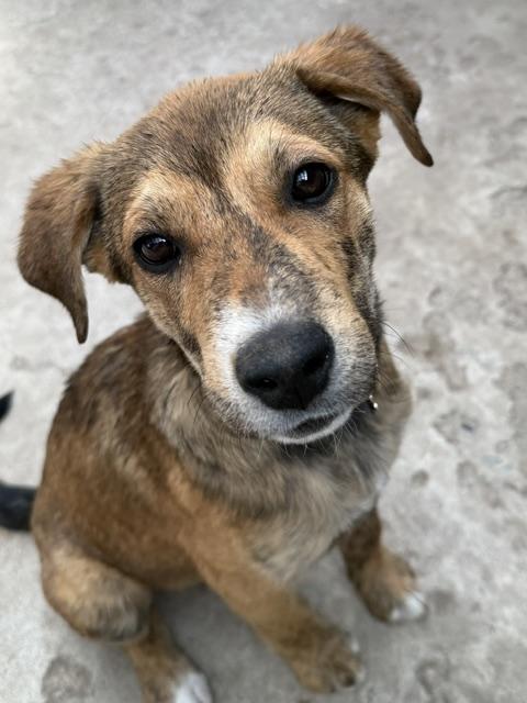 Cedar, a Adoptable mixed breed in Riverton, WY image 2/4