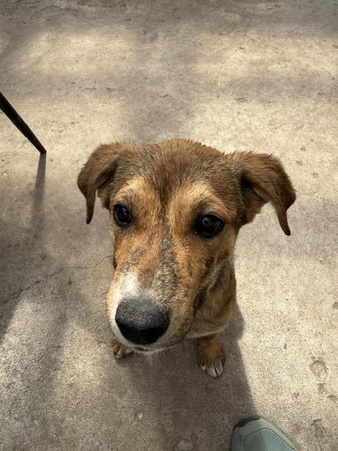 Cedar, a Adoptable mixed breed in Riverton, WY image 3/4