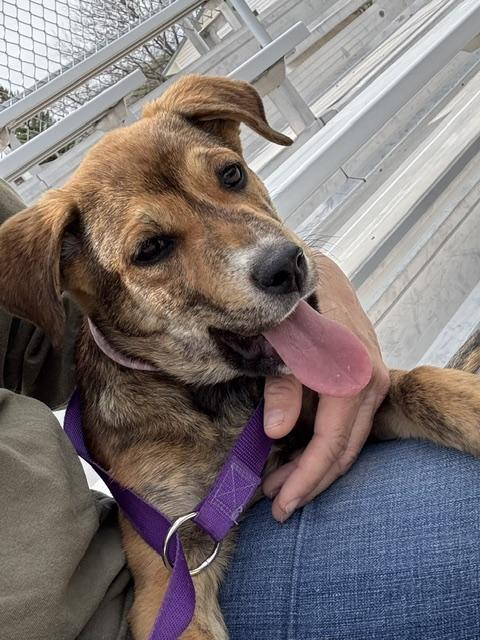 Cedar, a Adoptable mixed breed in Riverton, WY image 4/4