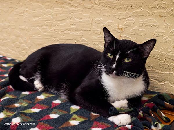 Enlarge Bulbasaur, a Adoptable Tuxedo in Parlier, CA image 1/6