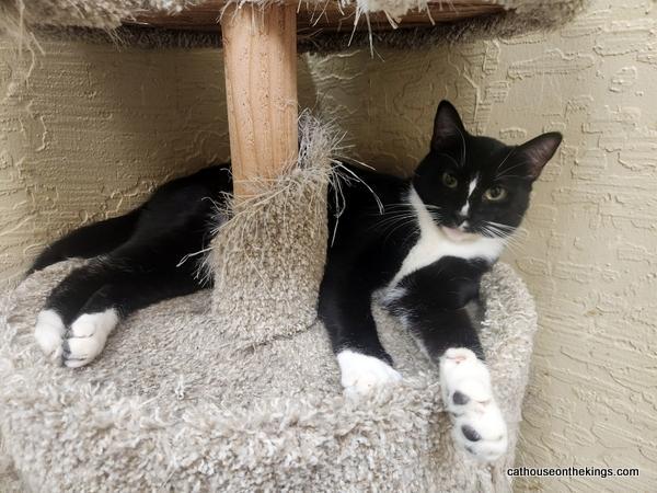 Enlarge Bulbasaur, a Adoptable Tuxedo in Parlier, CA image 2/6