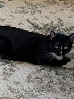Enlarge Bulbasaur, a Adoptable Tuxedo in Parlier, CA image 3/6