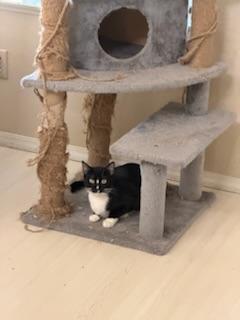Enlarge Bulbasaur, a Adoptable Tuxedo in Parlier, CA image 4/6