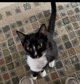 Enlarge Bulbasaur, a Adoptable Tuxedo in Parlier, CA image 5/6