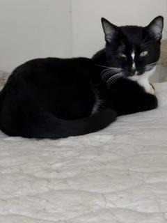 Enlarge Bulbasaur, a Adoptable Tuxedo in Parlier, CA image 6/6