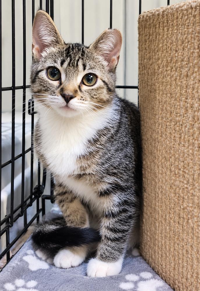 Sydney, Adoptable, Kitten Female Domestic Short Hair.