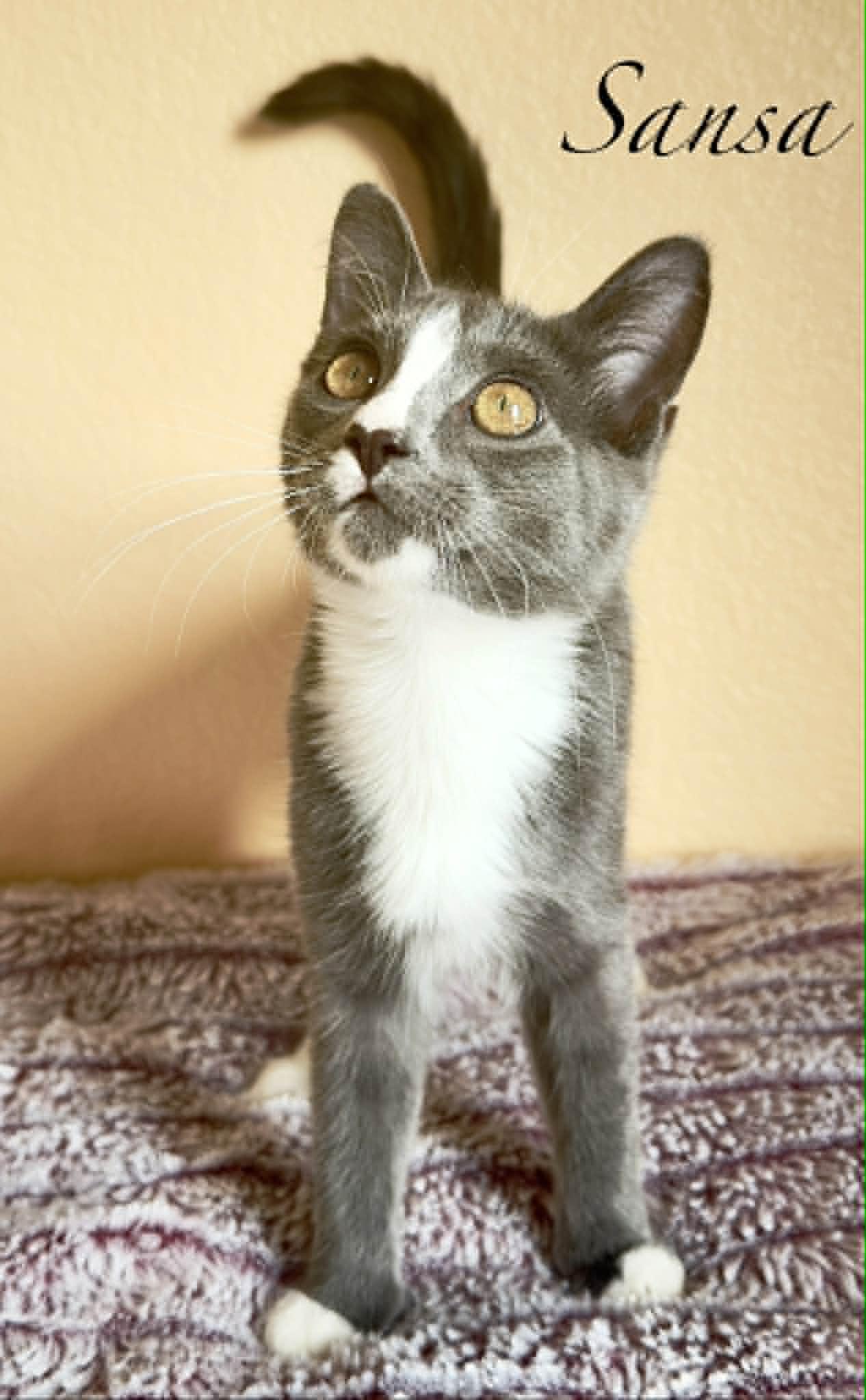 Sansa, Adoptable, Young Female Domestic Short Hair.