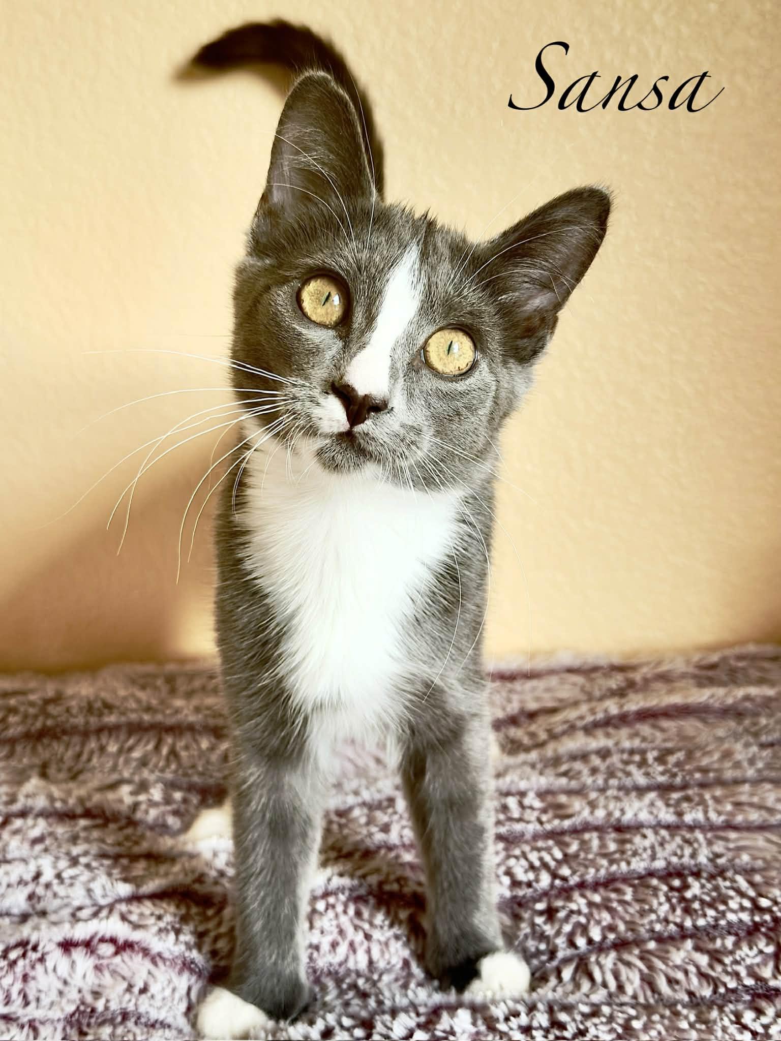 Enlarge Sansa, a Adoptable Domestic Short Hair in Mansfield, TX image 2/3