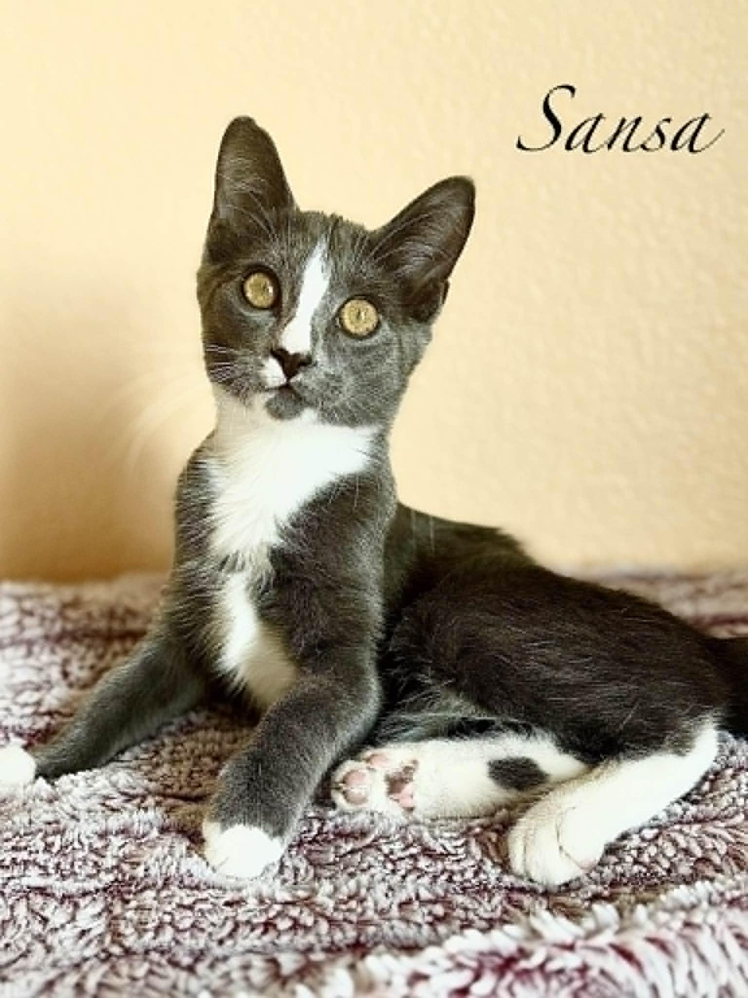 Enlarge Sansa, a Adoptable Domestic Short Hair in Mansfield, TX image 3/3