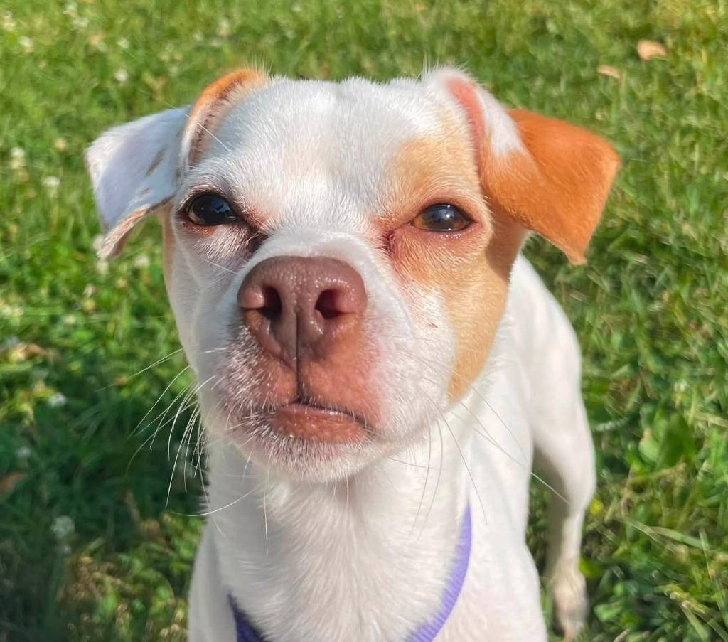 Coco, Adopted, Young Male Chihuahua & Terrier.
