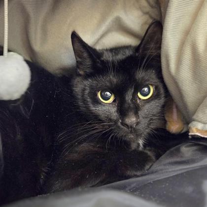 Queen, Adoptable, Young Female Domestic Short Hair & Domestic Short Hair.
