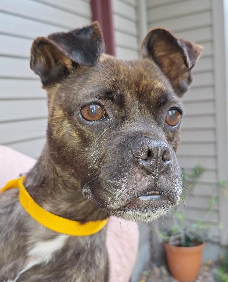 Piper, an adoptable Boston Terrier in Salem, OR, 97302 | Photo Image 1