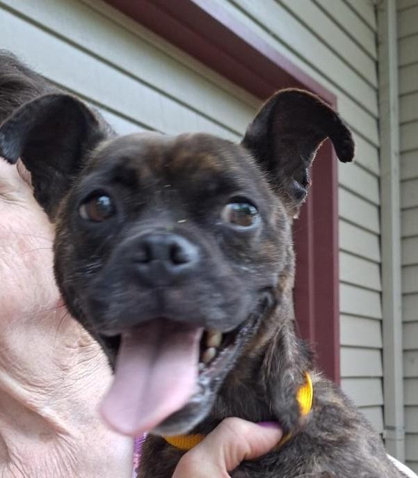 Piper, an adoptable Boston Terrier in Salem, OR, 97302 | Photo Image 2