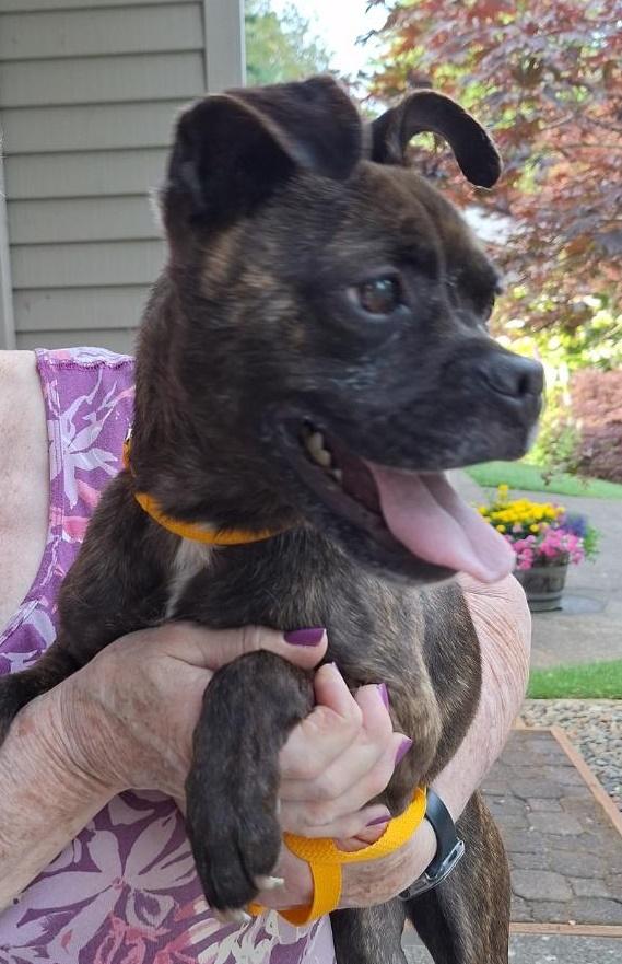 Piper, an adoptable Boston Terrier in Salem, OR, 97302 | Photo Image 3