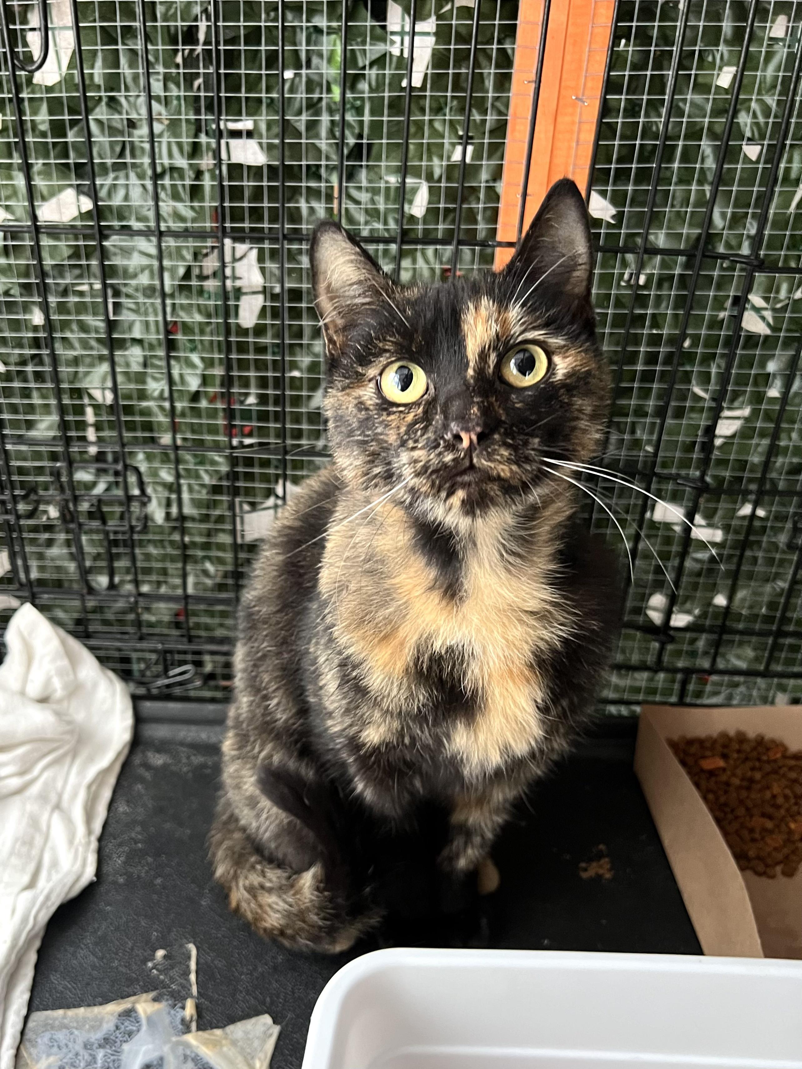 Enlarge Flora & Fiona, a Adoptable mixed breed in Pacific Palisades, CA image 2/6