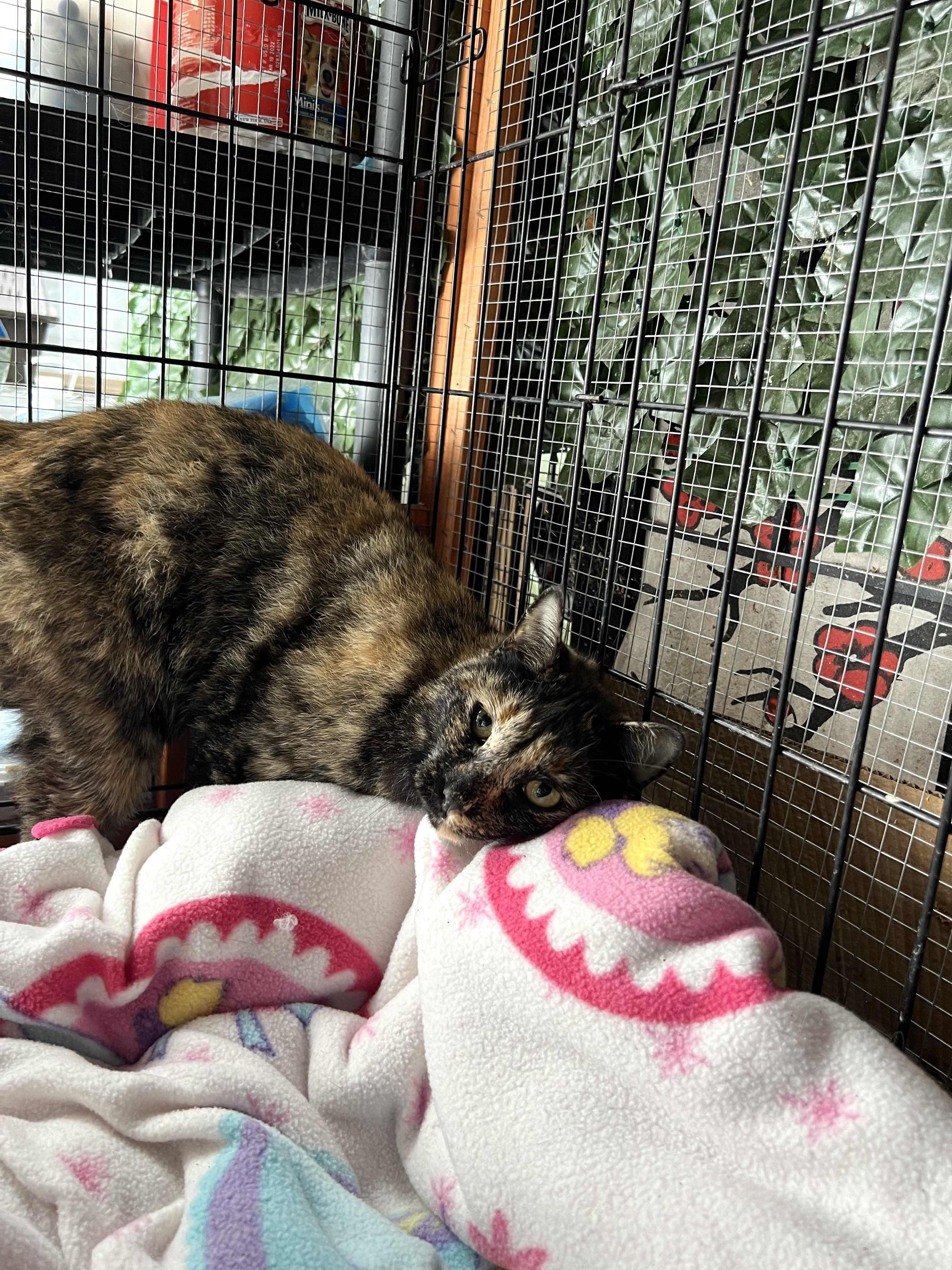 Enlarge Flora & Fiona, a Adoptable mixed breed in Pacific Palisades, CA image 3/6