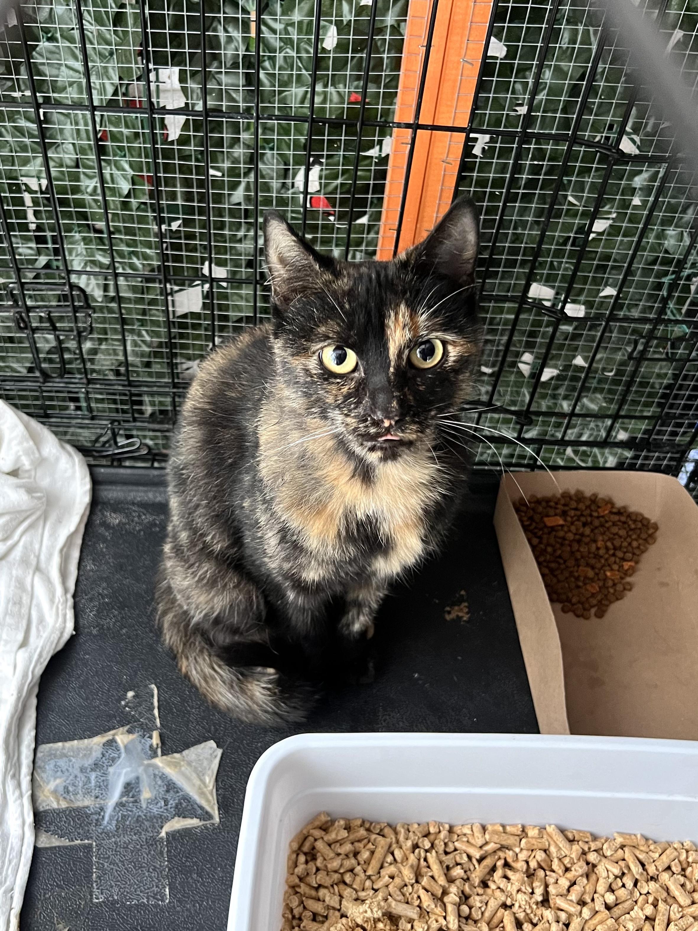 Enlarge Flora & Fiona, a Adoptable mixed breed in Pacific Palisades, CA image 4/6