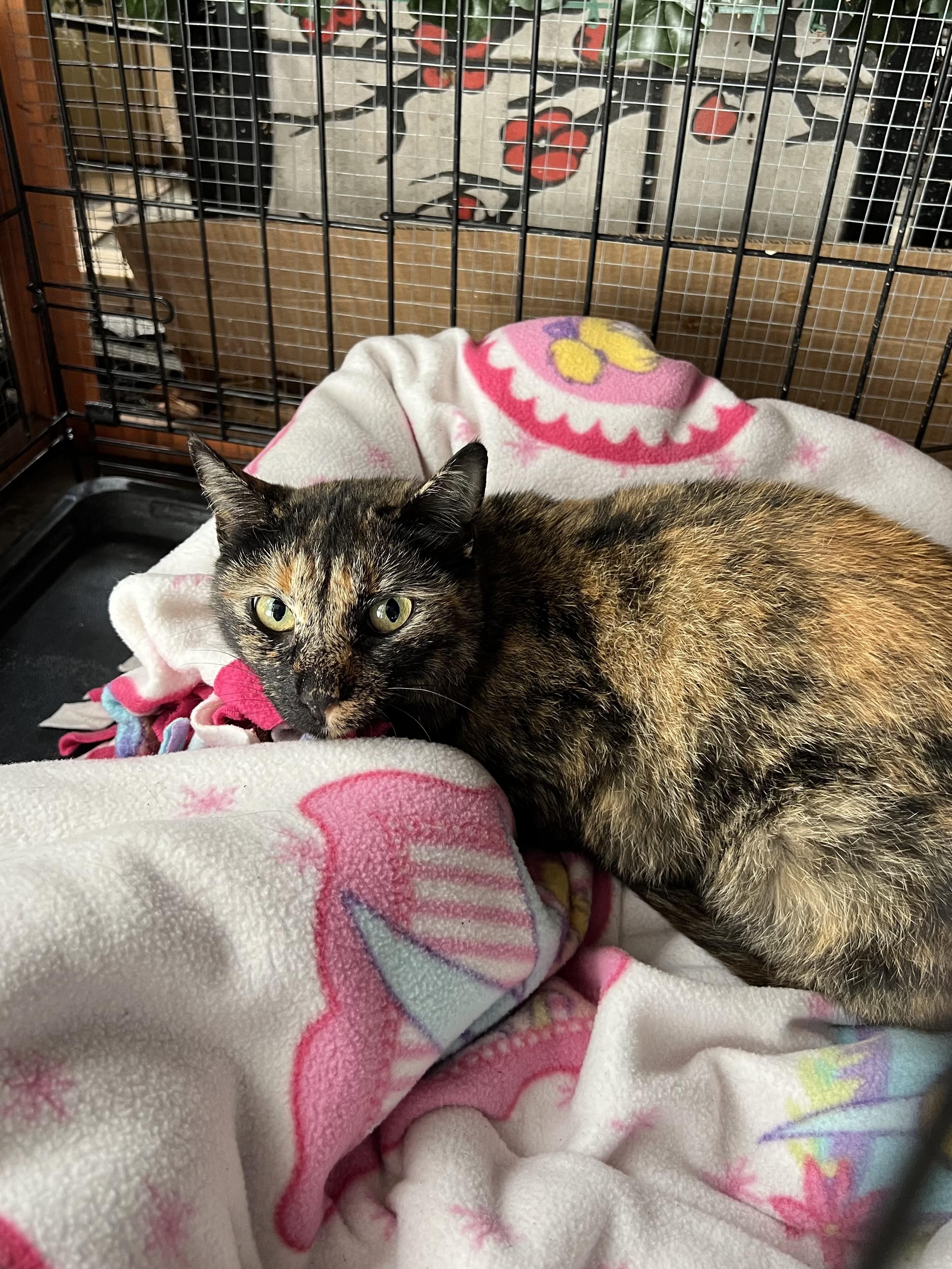 Enlarge Flora & Fiona, a Adoptable mixed breed in Pacific Palisades, CA image 5/6