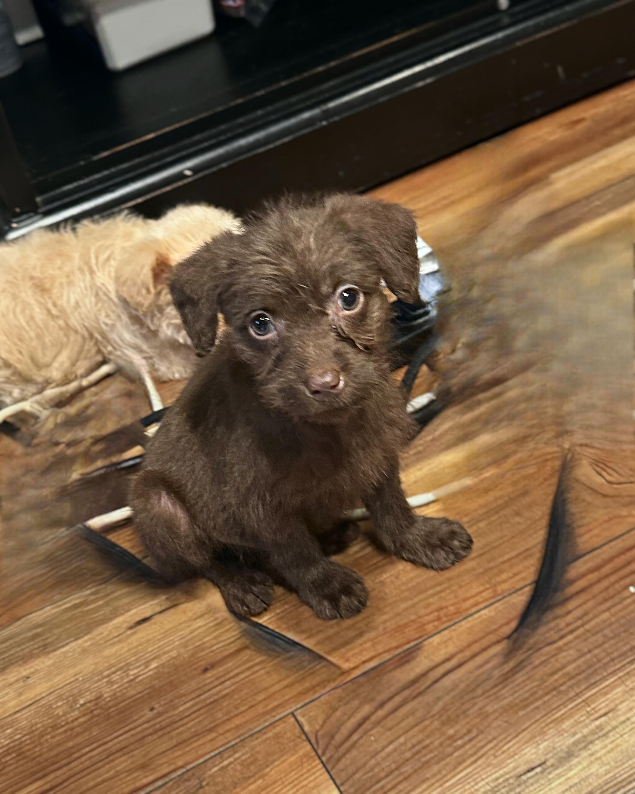 Enlarge Cyprus, an adopted mixed breed in Penryn, CA image 1/1