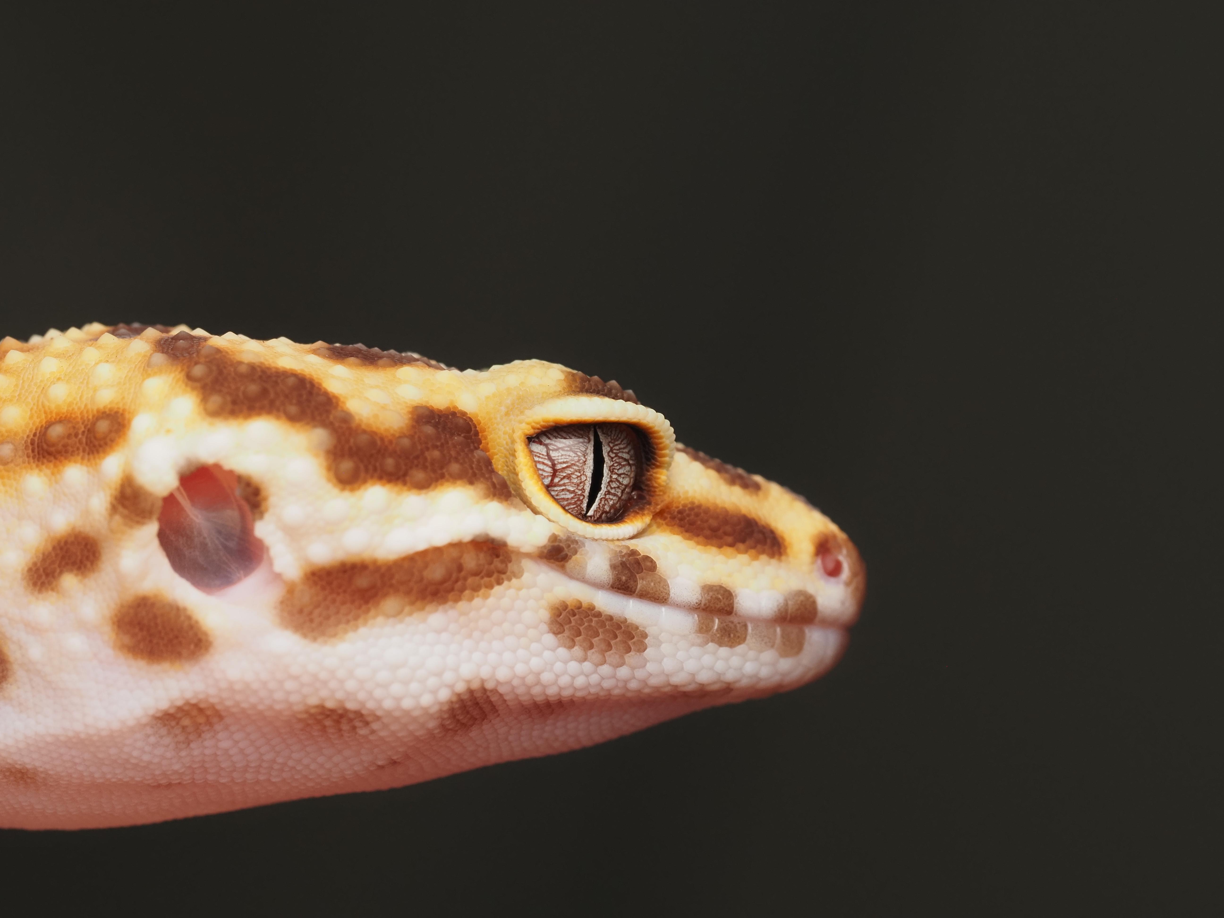 Enlarge Dayton the Leopard Gecko , a ADOPTABLE Gecko in Tacoma, WA image 2/2