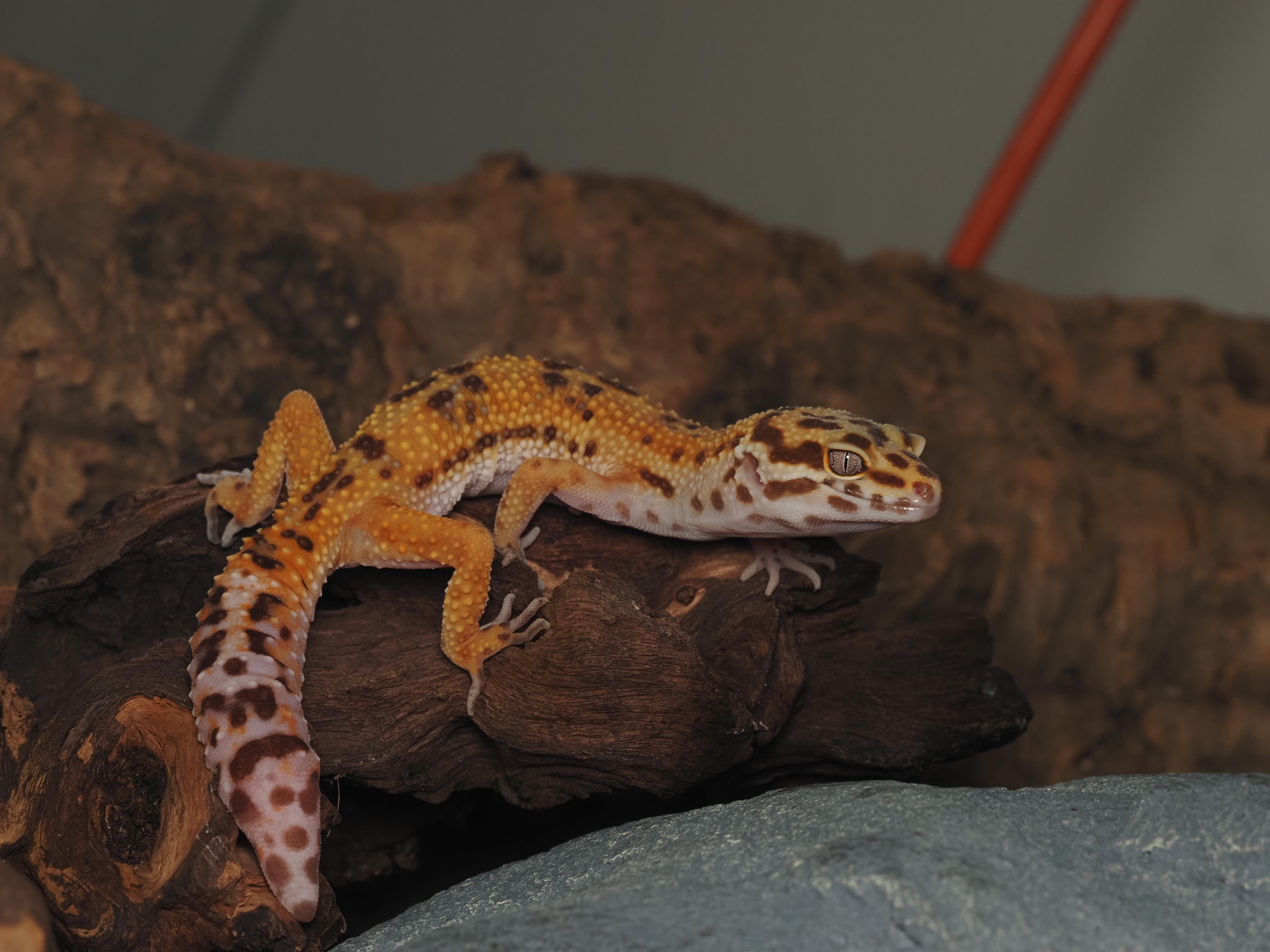 Enlarge Dayton the Leopard Gecko , a ADOPTABLE Gecko in Tacoma, WA image 1/2