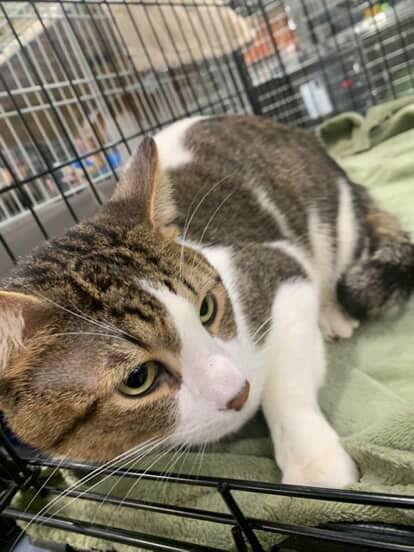 Enlarge Beau, a Adoptable Domestic Short Hair in Castro Valley, CA image 1/3