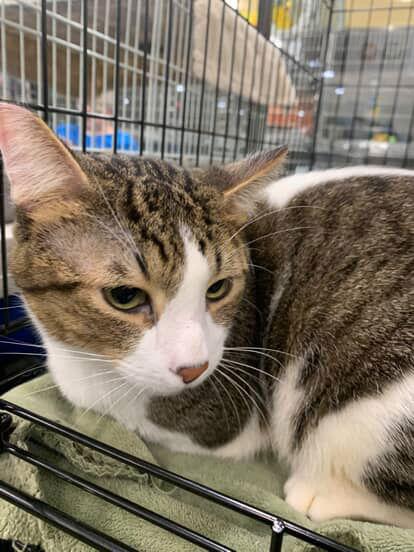 Enlarge Beau, a Adoptable Domestic Short Hair in Castro Valley, CA image 2/3