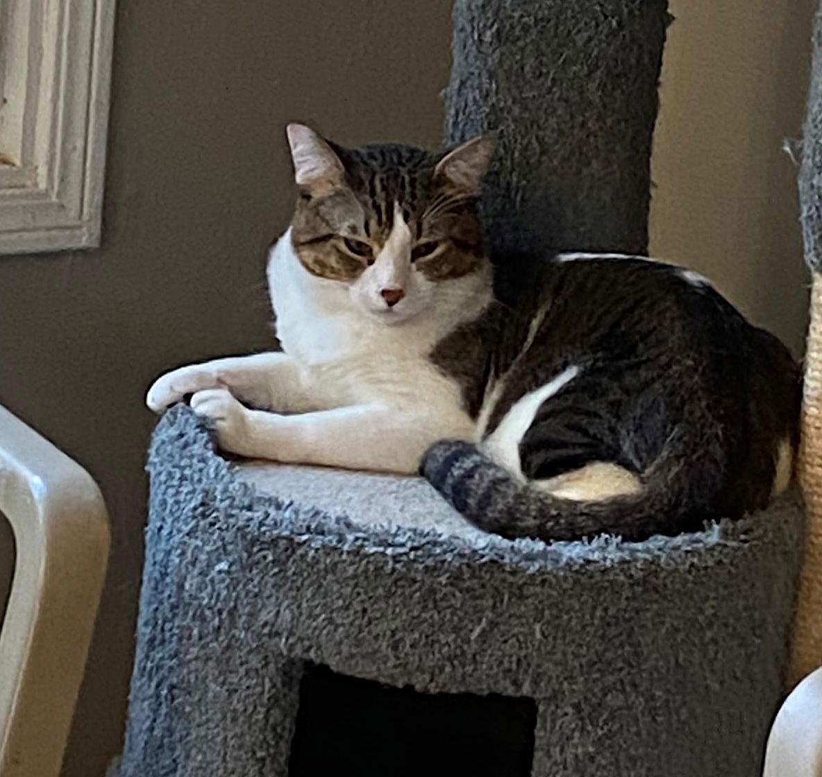 Enlarge Beau, a Adoptable Domestic Short Hair in Castro Valley, CA image 3/3