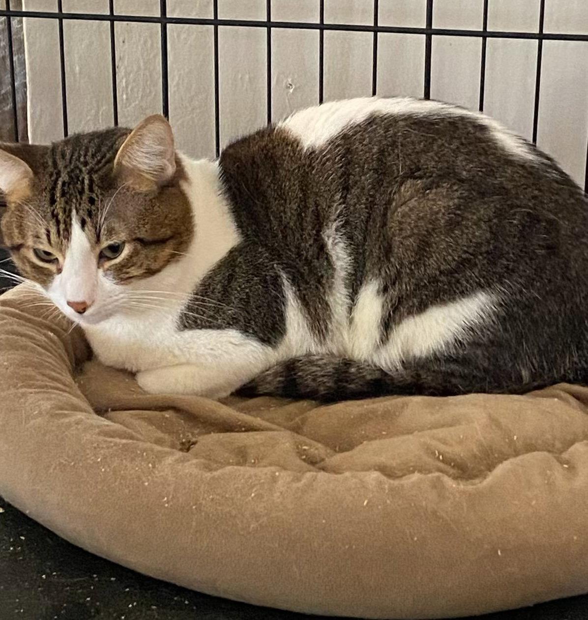 Enlarge Beau, a Adoptable Domestic Short Hair in Castro Valley, CA image 3/3