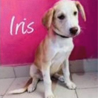 Iris, Adoptable, Adult Female Mixed Breed.