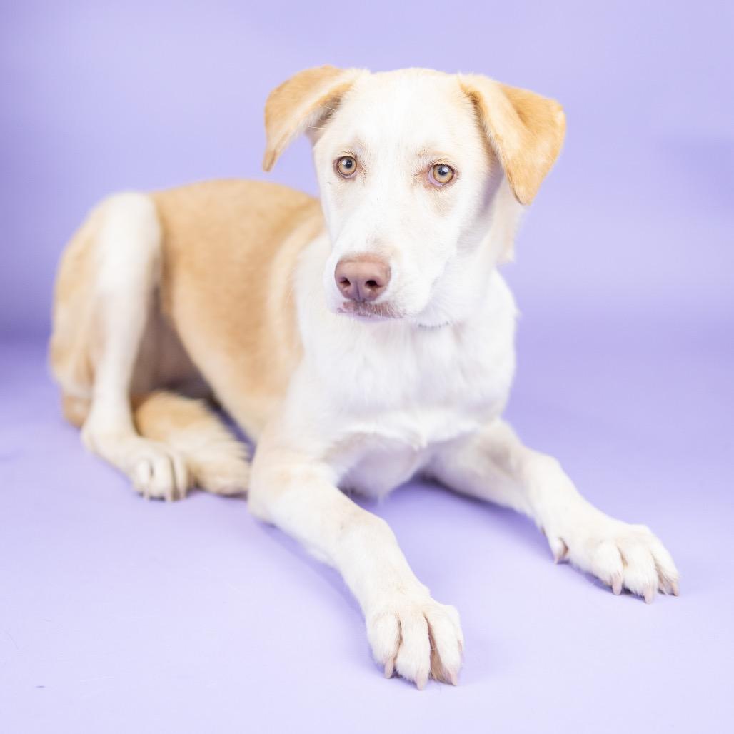 Iris, Adoptable, Adult Female Mixed Breed.