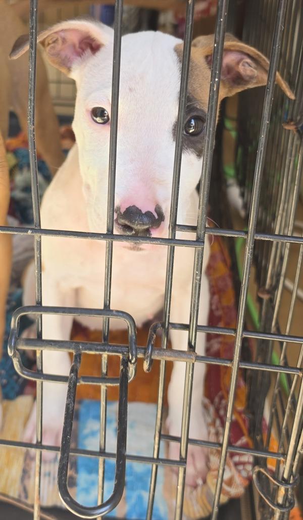 Dolly, Adoptable, Puppy Female Hound.