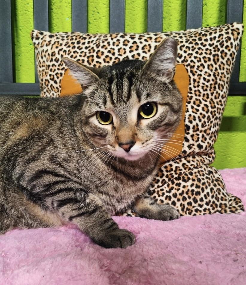 Jake, Adoptable, Adult Male Domestic Short Hair.